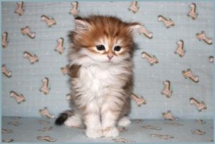 Female Siberian Kitten from Deedlebug Siberians